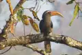 Nashornvogel auf einem Ast