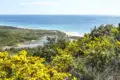 Gelbe Blumen im Vordergrund mit Blick auf die Küste und das Meer.