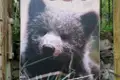 Braunbärjunges auf einem Poster.