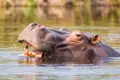 Flusspferd im Wasser