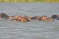 Flusspferde im Wasser.