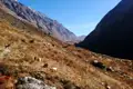 Pferde grasen auf einer hochgelegenen Bergwiese im Himalaya.