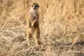 Ein Erdmännchen steht aufrecht und wachsam im trockenen Grasland.