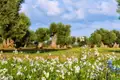 Weiße Wildblumen blühen auf einer Wiese vor einem Hain knorriger Olivenbäume.