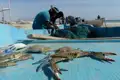Blaue Krabben, der Fang des Tages, liegen in einem Fischerboot am Strand.