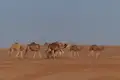 Kamele wandern durch die Wüste.