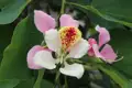 Nahaufnahme einer exotischen Blüte mit rosa, weißen, gelben und roten Markierungen.