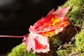 Ahornblatt im Herbst