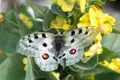 Weißer Schmetterling mit schwarzen und roten Punkten auf gelber Blume.