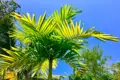 Palmblätter im Sonnenschein gegen den blauen Himmel.