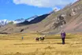 Begegnung mit Alpakas während einer Wanderung in den Anden.