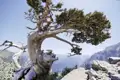 Knorriger Baum am Rande einer Klippe mit Blick auf ein Gebirgstal.