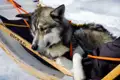 Schlittenhund entspannt im Schlitten während einer Schnee-Tour.