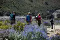 Wanderer mit Rucksäcken und Wanderstöcken auf einem Bergpfad inmitten von Wildblumen.