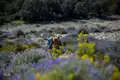 Wanderer auf einem Pfad, umgeben von lila und gelben Wildblumen.