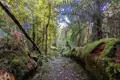 Wanderweg durch einen Wald mit moosbewachsenem Baumstamm.