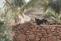 Ein Pferd auf einer Reise steht hinter einer Steinmauer, umgeben von lokaler Flora.