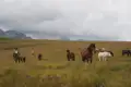 Wildpferde grasen auf einer Bergweide mit Bergen im Hintergrund.
