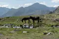 Zwei Esel in einer Berglandschaft an einem Wasserloch.