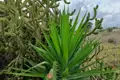 Yucca-Pflanze und Kaktus