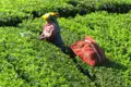 Teepflückerin bei der Ernte von Teeblättern.