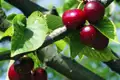 Rote Kirschen hängen an einem Kirschbaumzweig.