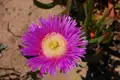 Pinkfarbene Blume mit gelber Mitte.