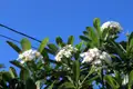 Weiße Blüten und grüne Blätter einer Pflanze vor blauem Himmel.