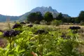 Holunderbeeren und Berglandschaft