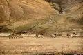 Przewalski-Pferde in ihrem natürlichen Lebensraum.