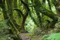 Wanderweg durch einen mit Moos bedeckten Wald.