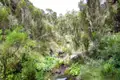 Vegetation und Bachlauf entlang des Wanderweges.