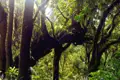 Dichter Wald mit moosbedeckten Bäumen und Sonnenlicht.