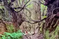 Enger Waldweg mit überhängenden Ästen und moosigen Felsen.
