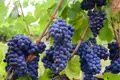 Reife blaue Trauben hängen an den Reben eines Weinstocks, bereit für die Ernte.