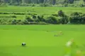 Bauer arbeitet auf einem Reisfeld
