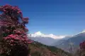 Rhododendron in voller Blüte vor einer Bergkulisse.
