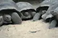 Riesenschildkröten im natürlichen Lebensraum.