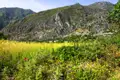 Bunte Wildblumen und ein Getreidefeld am Fuße der Berge.