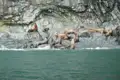 Seelöwenkolonie an der Küste.