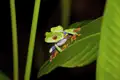 Rotaugenlaubfrosch auf einem grünen Blatt.