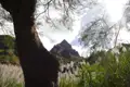 Blick auf einen Berg durch Baumzweige und Gräser.