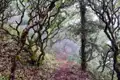 Wanderweg im nebeligen Wald.