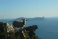 Ein Schaf auf einer Klippe mit Blick auf die Küste und das Meer.
