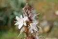 Detaillierte Ansicht von weißen Blüten mit braunen Knospen.