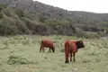 Zwei braune Rinder grasen auf einer Weide, im Hintergrund ein bewaldeter Hügel.