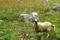 Ein Schaf mit schwarz-weißem Kopf auf einer Wiese voller roter Blumen.
