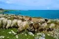 Schafe und Ziegen grasen auf einer Weide an der Küste.