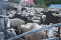 Schafe auf einem Bauernhof, möglicherweise Teil einer landwirtschaftlichen Besichtigung oder Erfahrung während der Reise.