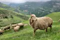 Schafherde auf einer Bergweide